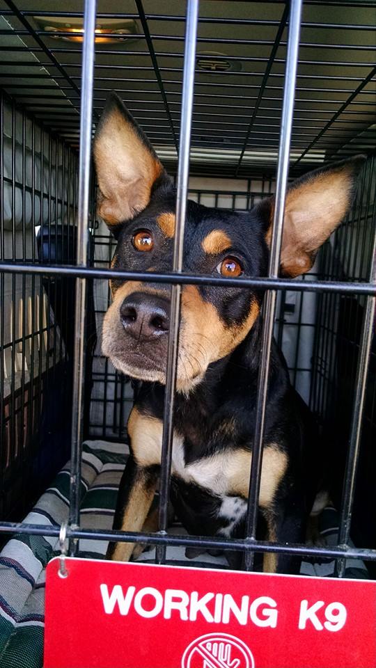 Photo 2 from K9 Resources and Rescues